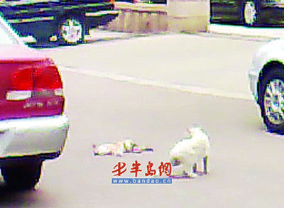 “BJL平台”新品将至!苹果iPhone SE 2已进入最终生产验证阶段(图1) BJL平台